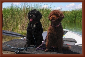 Dulcie-at 9 & Her Daughter Lua
 (Photo by Dogmatic Photos)